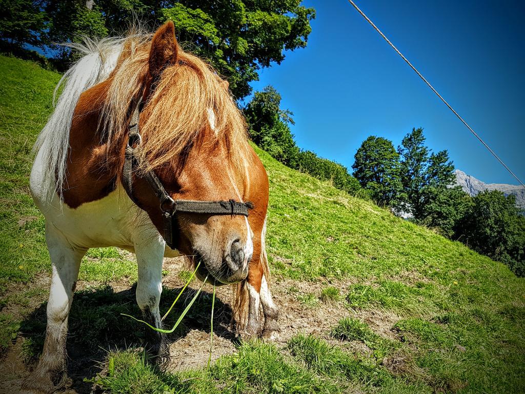 Biobauernhof Stegerbauer Lejlighed Maria Alm am Steinernen Meer Eksteriør billede